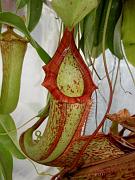 Nepenthes (x mixta) x maxima 5